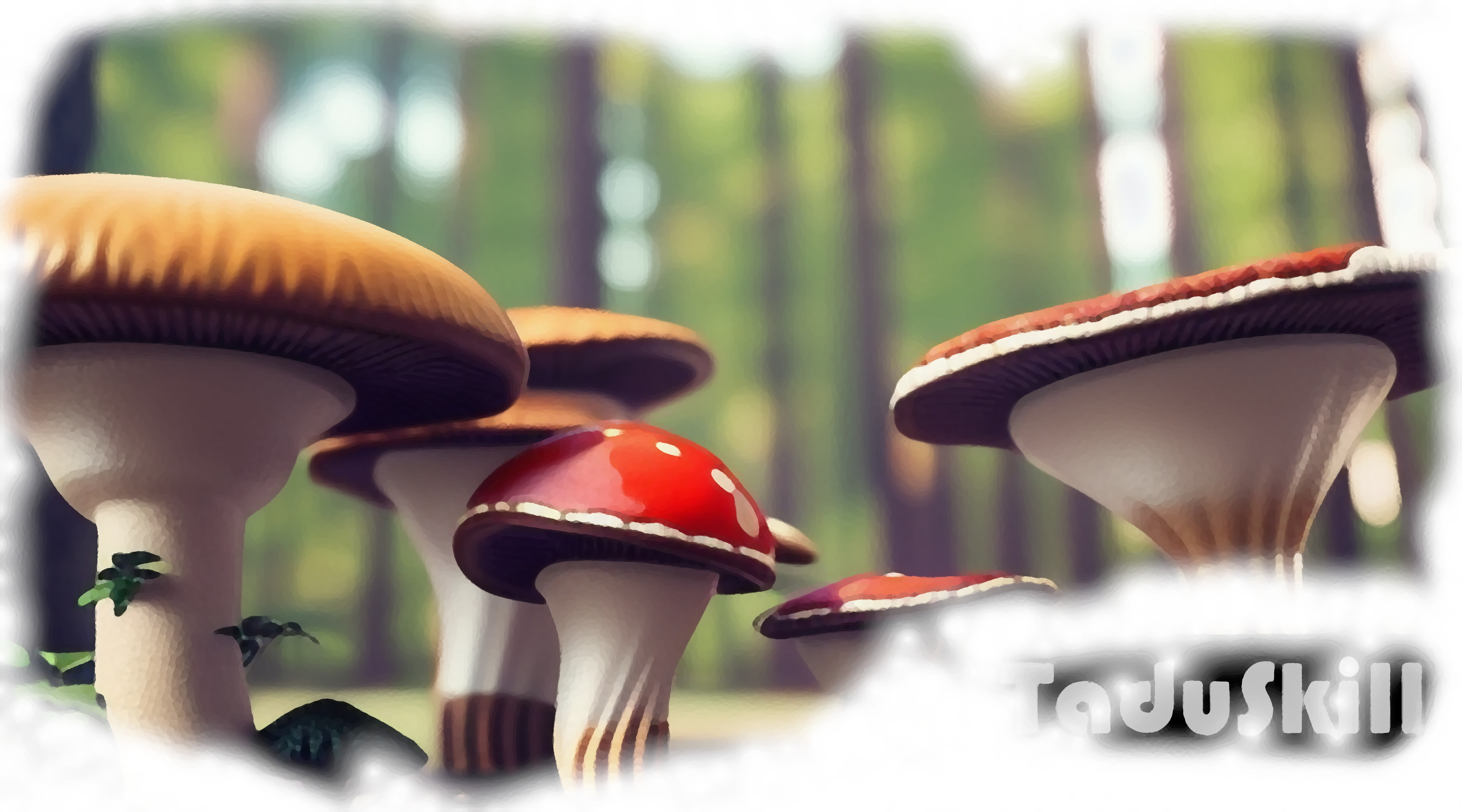 mushrooms fields